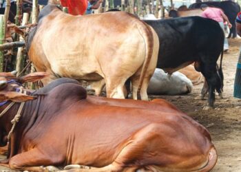 দেশি গরু-ভেড়া-হাঁসের জিন রহস্য উন্মোচন করলো বাংলাদেশি গবেষকরা