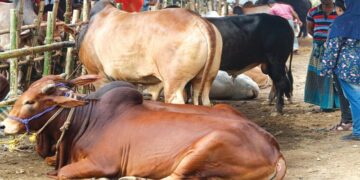 দেশি গরু-ভেড়া-হাঁসের জিন রহস্য উন্মোচন করলো বাংলাদেশি গবেষকরা