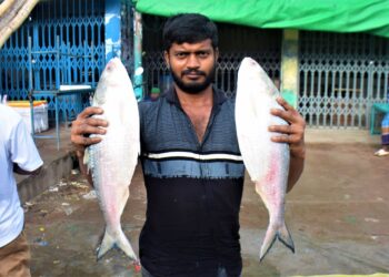 দীর্ঘ প্রতিক্ষার পর জেলেদের জালে ঝাঁকে ঝাঁকে ইলিশ