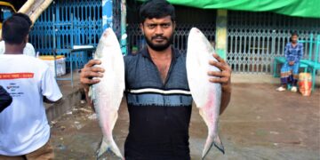 দীর্ঘ প্রতিক্ষার পর জেলেদের জালে ঝাঁকে ঝাঁকে ইলিশ