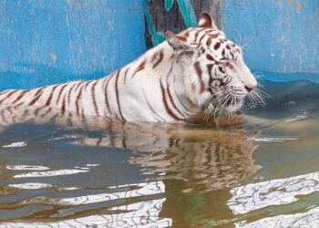 তাপদাহে হাঁসফাঁস অবস্থা প্রাণীর