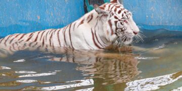 তাপদাহে হাঁসফাঁস অবস্থা প্রাণীর