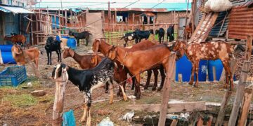 ছাগল পালনে মাত্র ৪ শতাংশ সুদে ঋণ দিবে বাণিজ্যিক ব্যাংকগুলো