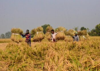 চট্টগ্রামের রাঙ্গুনিয়া গুমাইবিলে ফলন বাড়ছে ১০০০ মেট্রিক টন