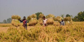 চট্টগ্রামের রাঙ্গুনিয়া গুমাইবিলে ফলন বাড়ছে ১০০০ মেট্রিক টন