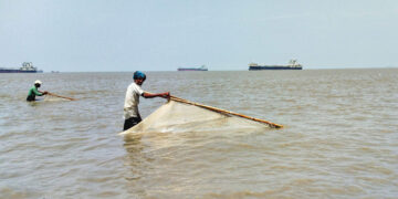 “নদী আর মনু মিয়ার লড়াই: পেটের দায়ে চিংড়ি পোনা আহরণ”